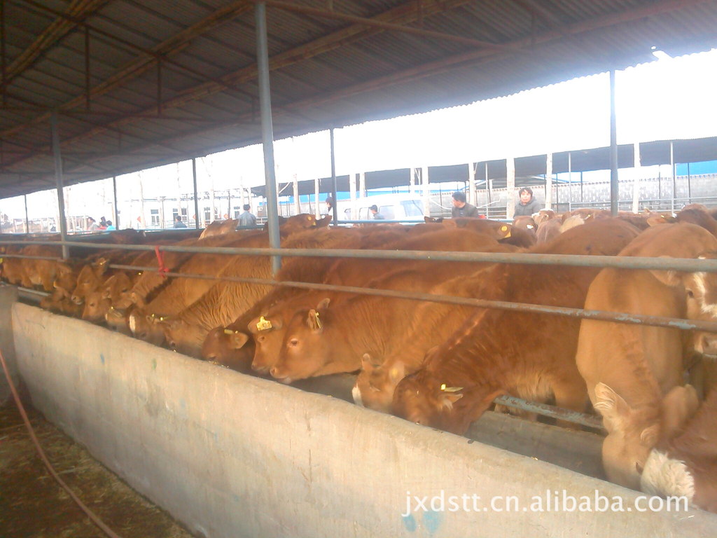 山东肉牛养殖基地出售 肉牛 肉牛犊 牛犊 数量多 品种全 价格优惠