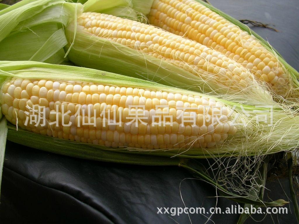 仙仙果品价优供应绿色健康玉米罐头食品