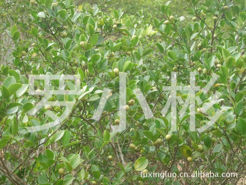 茶籽,农作物原料,油料提取,山茶籽,绿色产品,生态食品,粮油