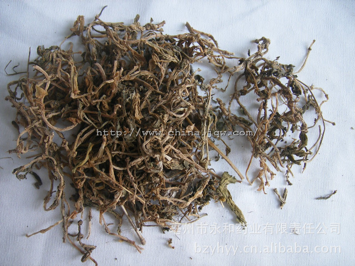 大量批发中药材供应中药饮片 垂盆草 各种草药