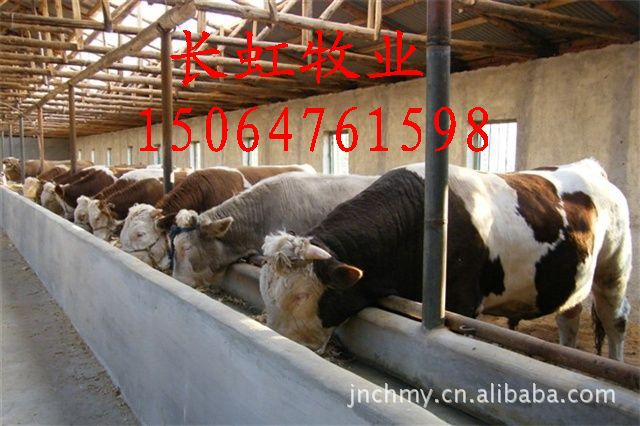 【热门推荐农村创业项目】养殖肉牛-肉羊【发家致富快】