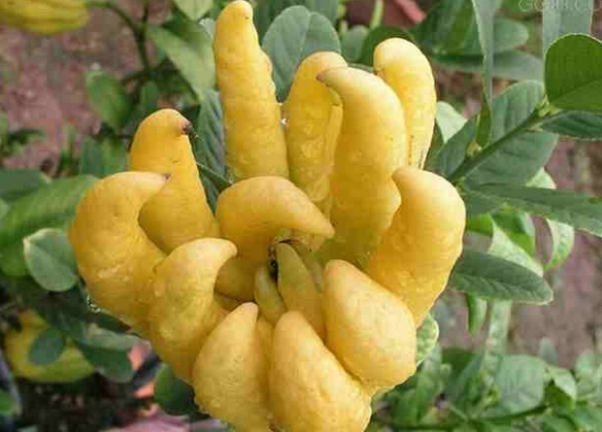 佛手8.jpg