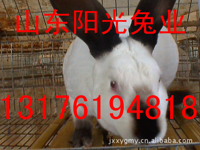 养殖獭兔赚钱吗、獭兔幼兔价格、山东养兔场、獭兔回收价格价格