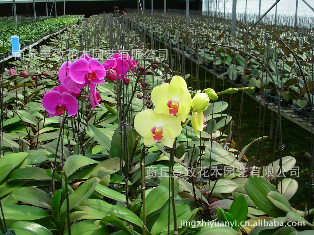 香樟 樱花 等 花木 乔木 苗木，大量从优 欢迎洽谈