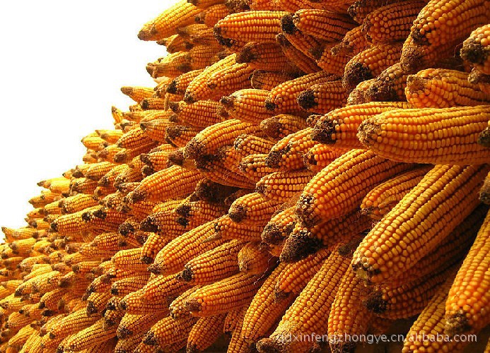 公司长期供应鑫丰688玉米种，各类种子