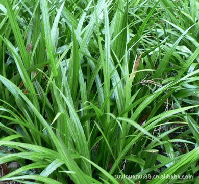 吉祥草 苗四季常青花卉苗木 绿化专用 盆栽 称心如意