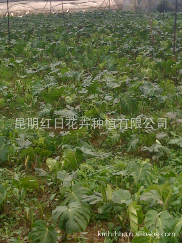 红日花卉供应大量优质绿化苗、鲜切叶苗-----龟背竹苗
