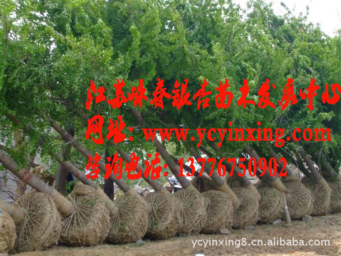 自产实生银杏树19公分、15公分至18公分实生银杏树苗，量大质优