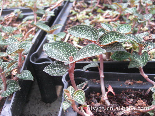 三明市清龙生态兰花有限公司供应金线莲 金线兰 金草