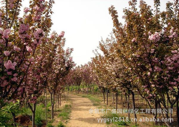 供应绿化苗木 乔木 花木 苗木 樱花