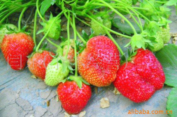供应优质草莓果品、无公害草莓、新鲜草莓、