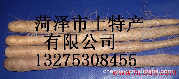 供应铁棍山药种子，优质山药，鸡皮糙山药
