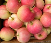 陕西嘎啦苹果价格渭南嘎啦苹果大荔嘎啦苹果市场批发