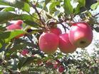 陕西富士王苹果价格