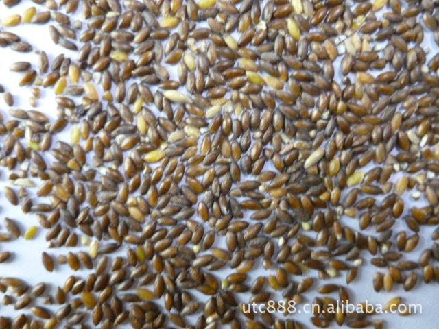 黑黄金米 黑大米 大米 中国野生黄金米 营养食品 稻子 五谷杂粮