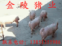 江苏大型三元猪崽繁育基地防疫流程猪苗养殖技术