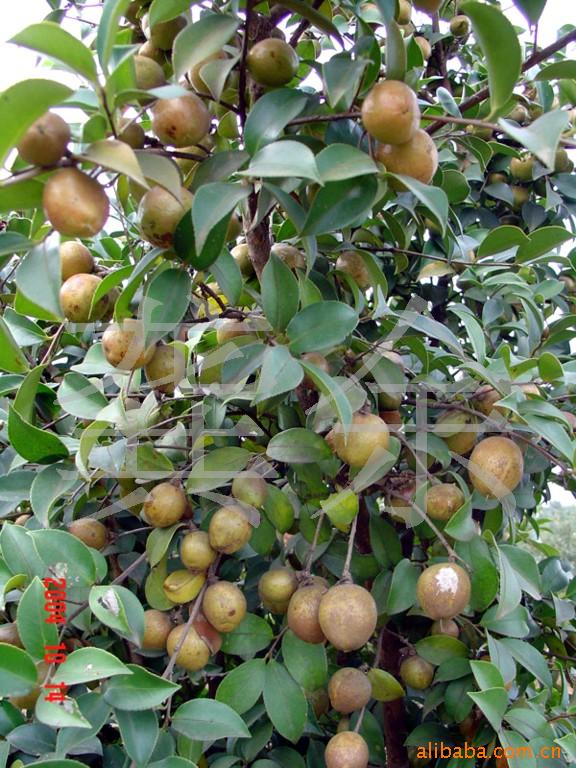 【优质推荐】供应特价直销湖南果木油茶苗 茶苗种子