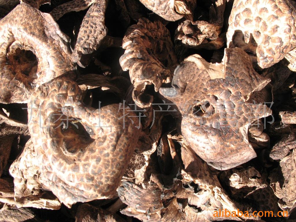 订做野生纯天然、无污染【黑虎掌菌】