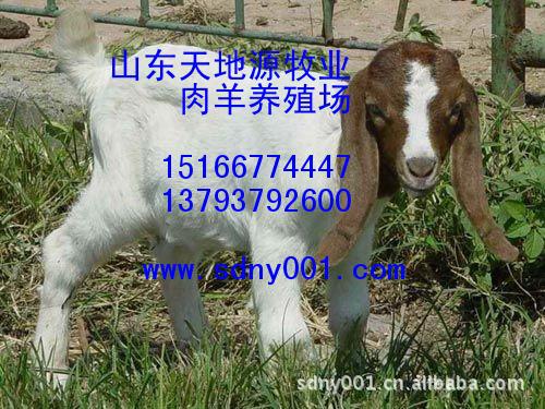 山东肉羊养殖基地-羊 肉羊 波尔山羊种羊