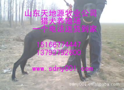 天地源格力犬养殖繁育场常年供应格力犬 灵缇犬 当场试活