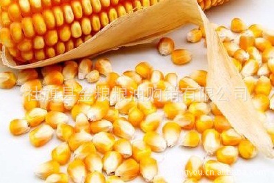 河南社旗县金粮粮油购销有限公司优质黄玉米