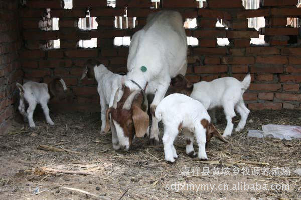 肉羊养殖_肉羊价格_波尔山羊价格-山东肉羊养殖场