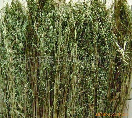 山扁豆，含羞草决明