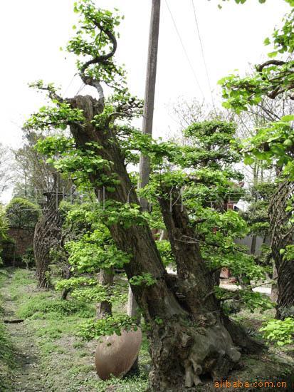 造型银杏 承接园林设计 施工.养护 销售花卉苗木 桂花