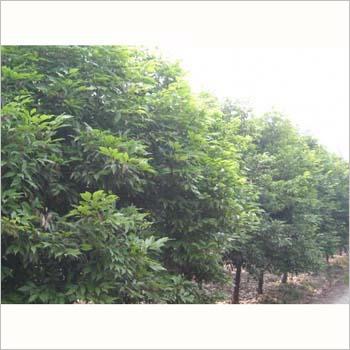 天竺桂 承接园林设计 施工.养护 销售花卉苗木