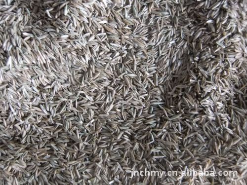 【高产优质牧草】黑麦草牧草种子-优质牧草草种-牧草种子品种