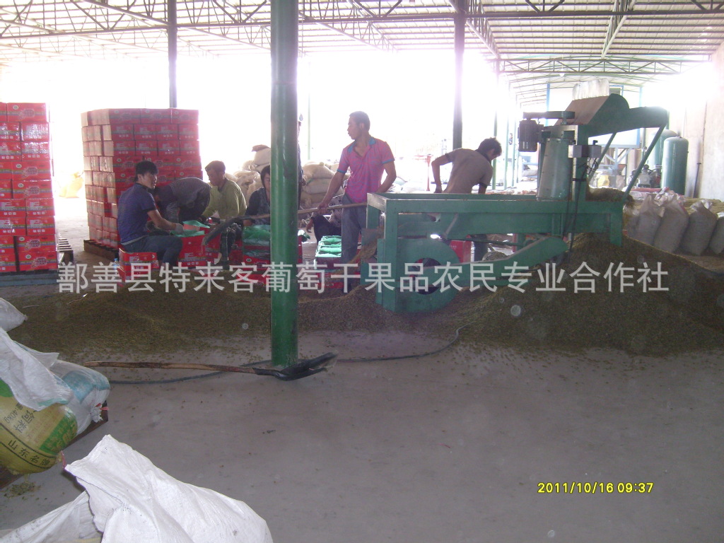 供应果品 鲜葡萄 鲜葡萄批发 新疆葡萄王 葡萄干批发