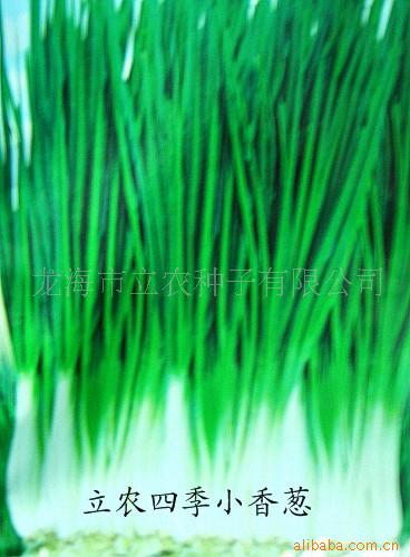 农作物种子 蔬菜种子 小香葱  立农四季小香葱