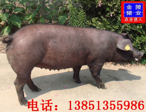 太湖猪价格太湖简介太湖母猪市场行情太湖母猪养殖技术