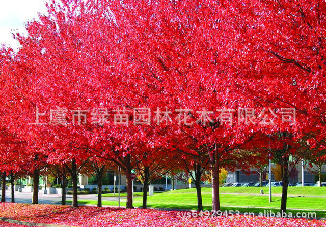 批发供应盆栽花卉苗木 植物红枫
