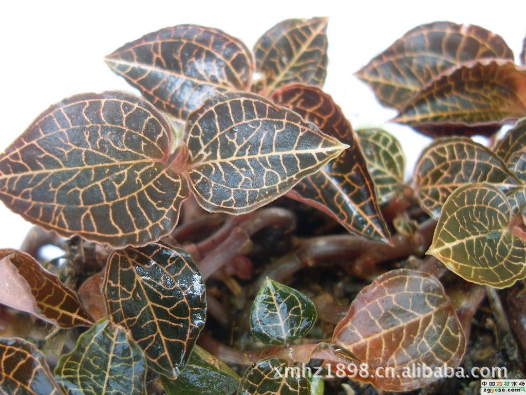 供应对糖尿病人有很好效果的中草药本地优质金线莲干品