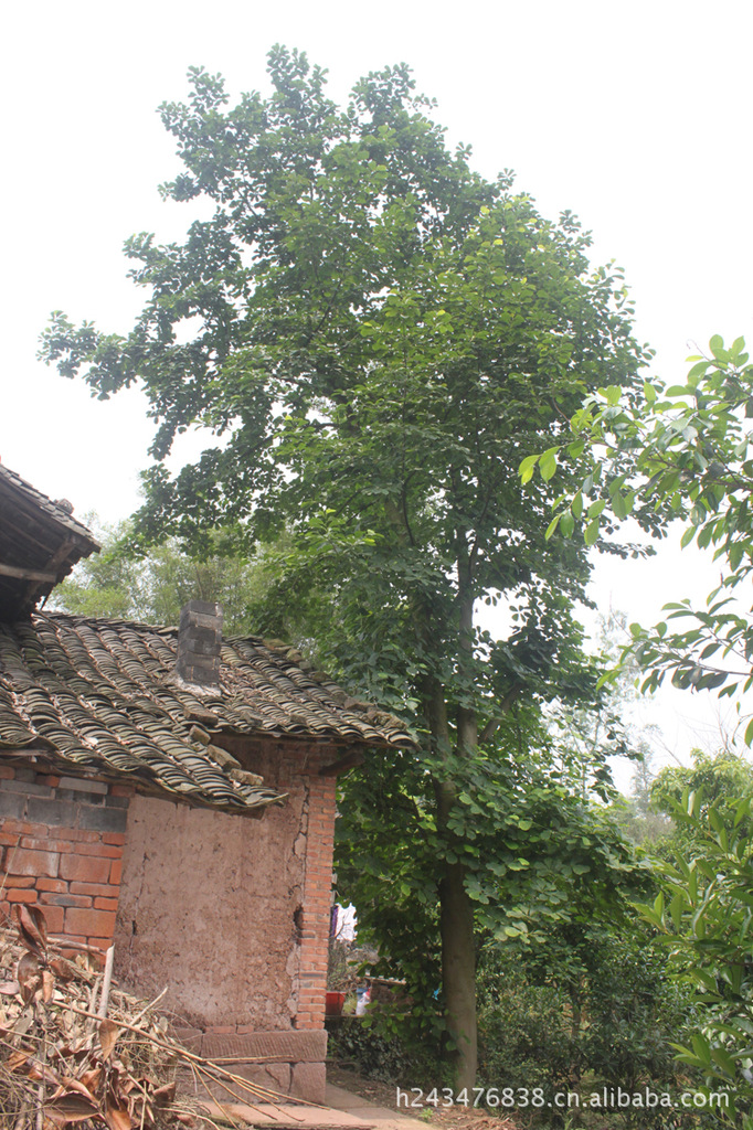 供应大株银杏树 苗木 重庆璧山丁家苗圃直销