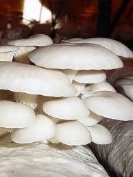 低价供应食用菌 平菇食用菌（欢迎来电详询）