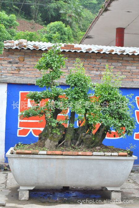 长期供应长阳精品花卉苗木 金弹子盆景 各种盆景苗木