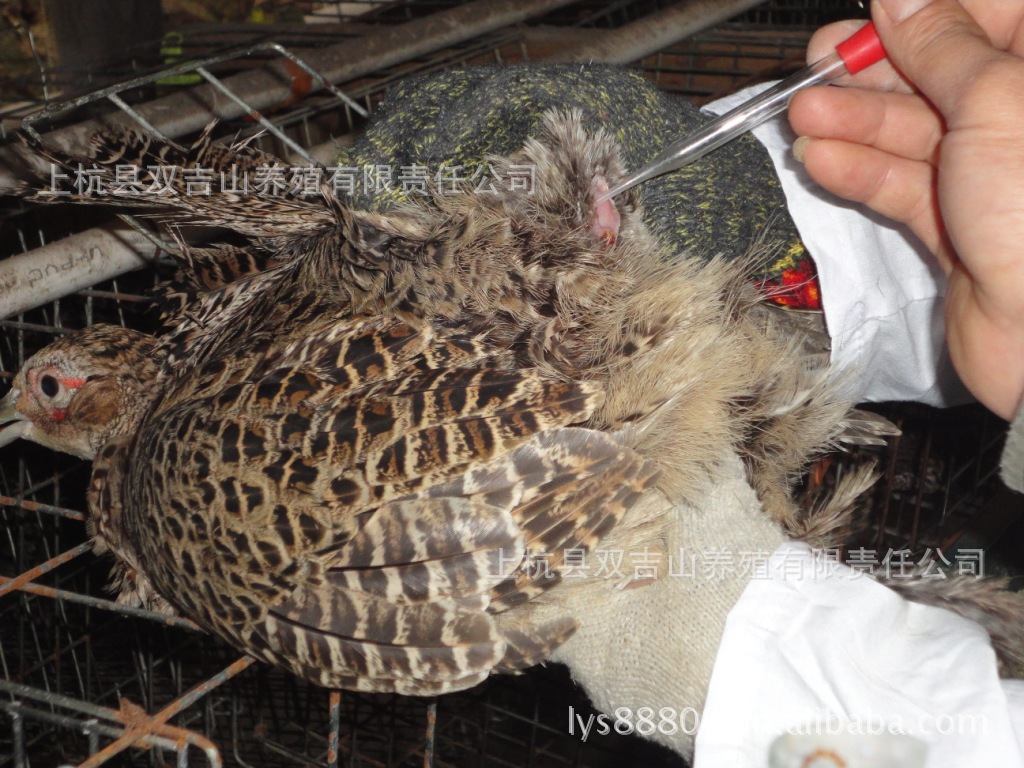 供应 羽毛鲜艳光亮的 七彩山鸡