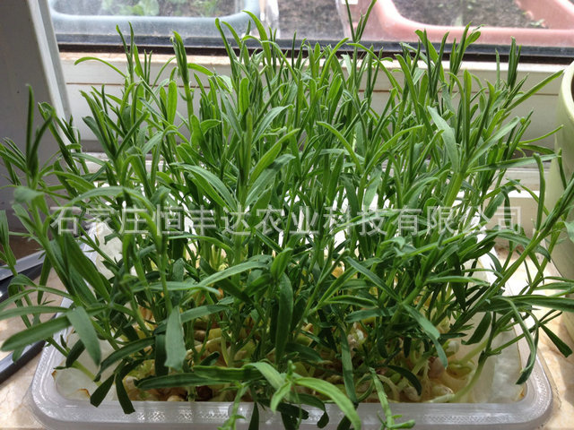 厂家供应 品种优越 产量高松柳种子