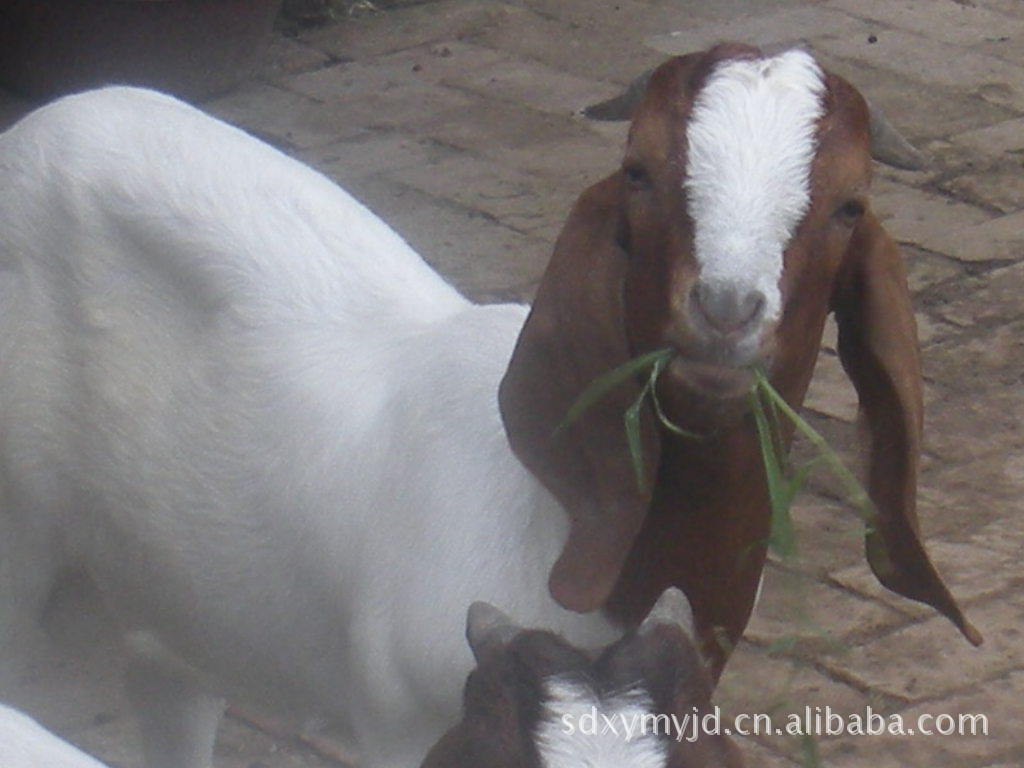 供应农业牛羊养殖|批发肉羊|养殖波尔山羊|波尔山羊种羊