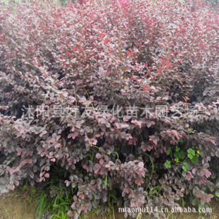 直销：红花继木 红叶石楠 红花继木小苗 批发 欢迎来电订苗