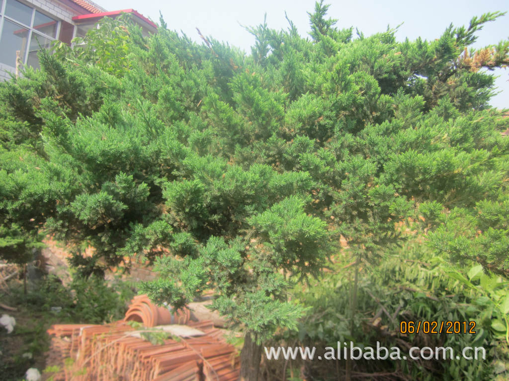 常年供应各种苗木，花卉——鸟松