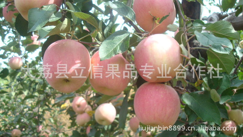 苹果嘎啦苹果产地嘎啦苹果行情