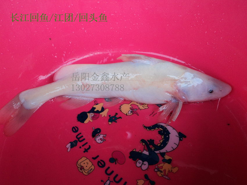供应鲜活水产(淡水鱼)~~长江回鱼～肥头鱼，江团