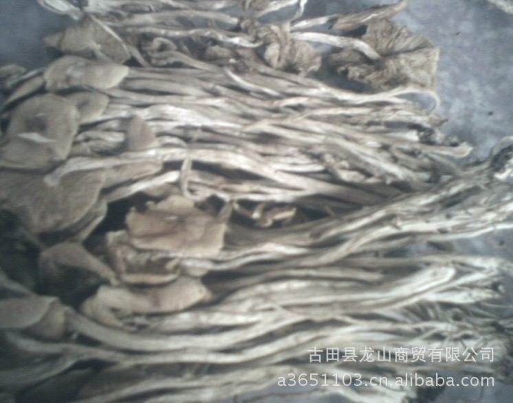 古田基地茶树菇特卖（40元/千克