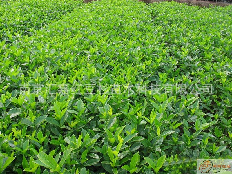 南京基地 庭院花卉苗木 花叶七里香，花叶海桐