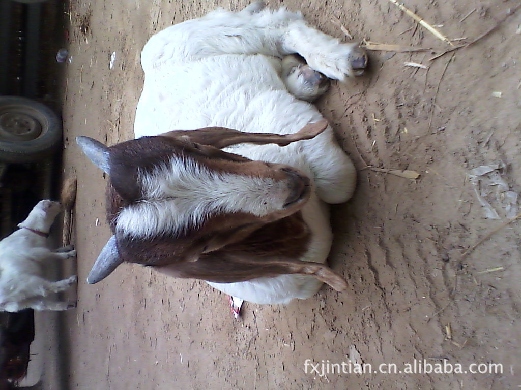 种羊  羊种  山羊养殖  山羊良种