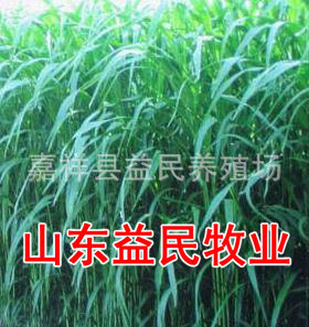 牧草种子，黑麦草牧草种子 高产牧草种子 多年生牧草种子