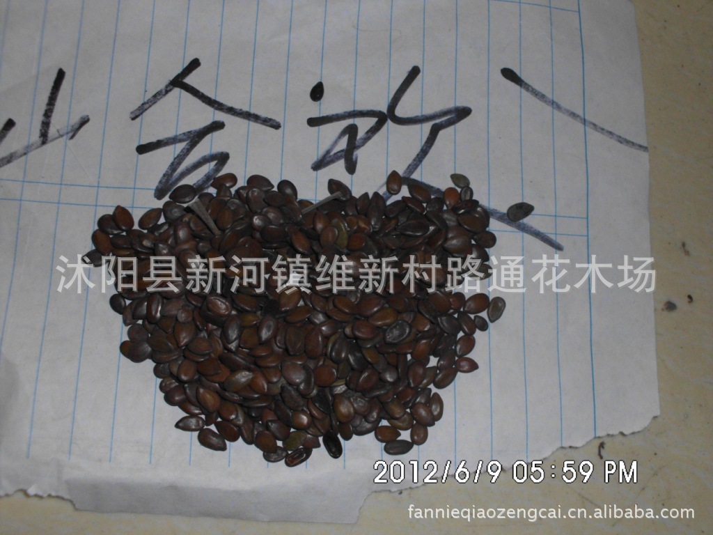 出售山合欢种子，优质种子，出芽率95%